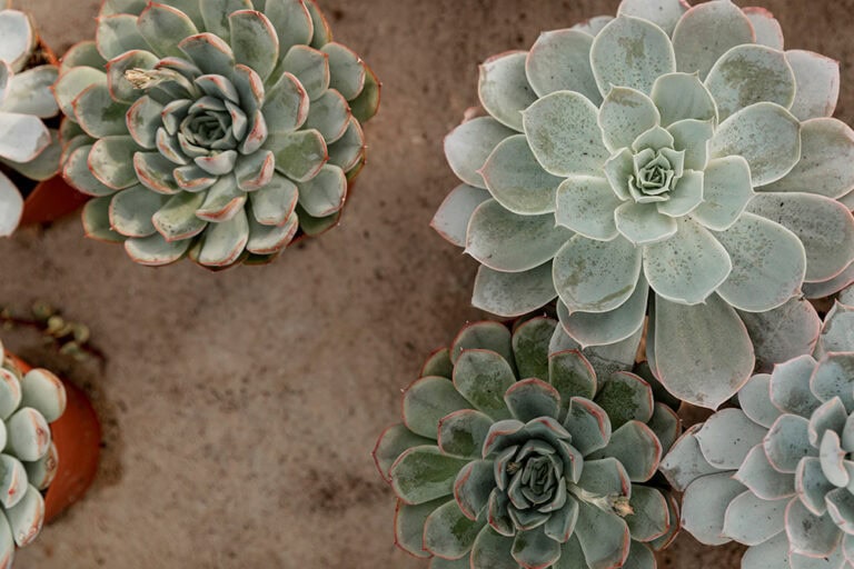 Dörthe Priesmeier über den Garten im Klimawandel: Trockenresistente Pflanzen für heiße Sommer